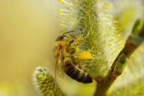 Honigbiene sammelt Pollen und Nektar an einem Weidenkätzchen