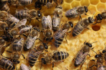 Honigbienen auf einer Brutwabe