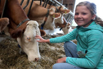 Mädchen streichelt Kuh am Fressgitter