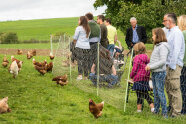Besucher betrachten Hennen im Freilauf 