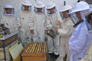 Schüler am Bienenstand