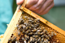 Ein Imker zieht eine Wabe aus einem Bienenvolk