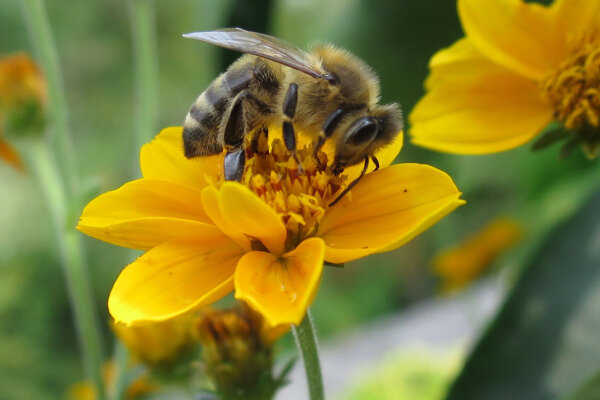 Eine Biene auf einer gelben Blume und sammelt Pollen.