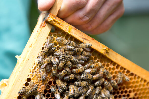 Ein Imker zieht eine Wabe aus einem Bienenvolk