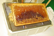 Am Entdeckelungsgerät wird die dünne Wachsschicht auf den Honigwaben entfernt