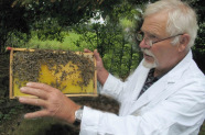 Imker zeigt Bienen auf einer vollen Wabe