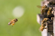 Honigbiene fliegt zum Einflugloch eines Bienenstocks 